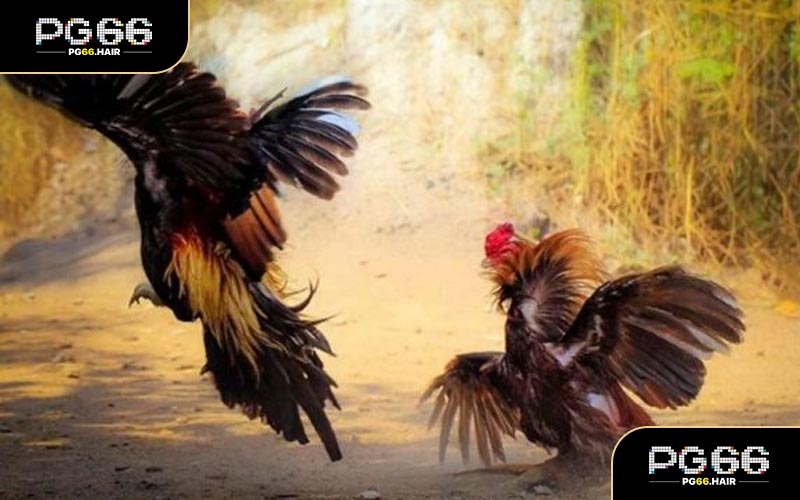 Những thuật ngữ thiết yếu trong đá gà cựa sắt bạn nên biết